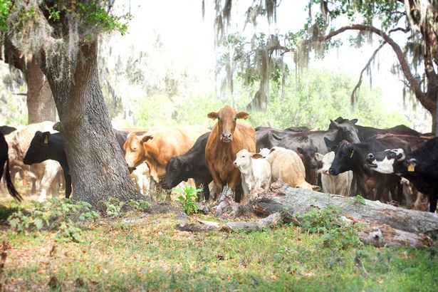Cows-being-herded-in-Florida