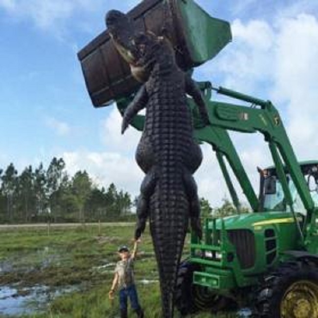 cattle-eating-aligator-caught-in-florida