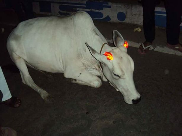 INDIA-Cows-get-glow-in-the-dark-horns-to-stop-crashes (1)