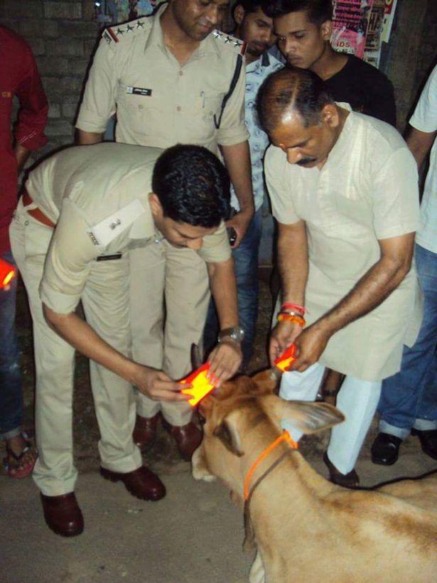 INDIA-Cows-get-glow-in-the-dark-horns-to-stop-crashes (2)