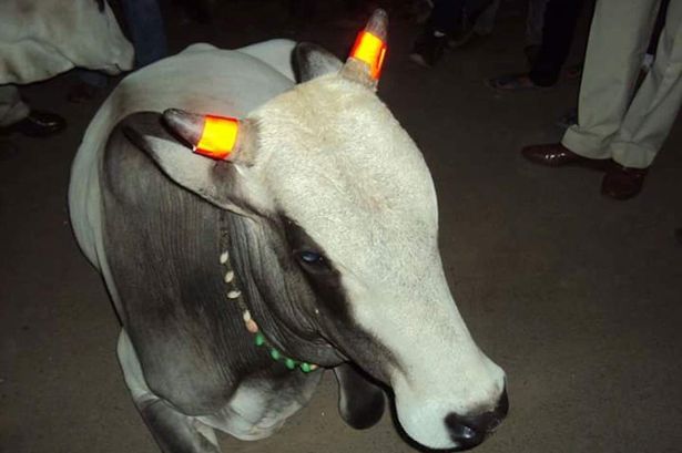 INDIA-Cows-get-glow-in-the-dark-horns-to-stop-crashes