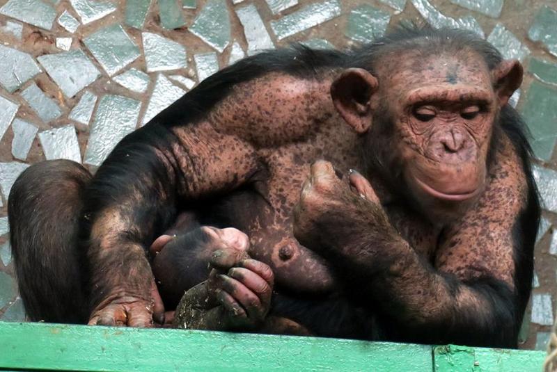 shimpanze-nik-zoo-1