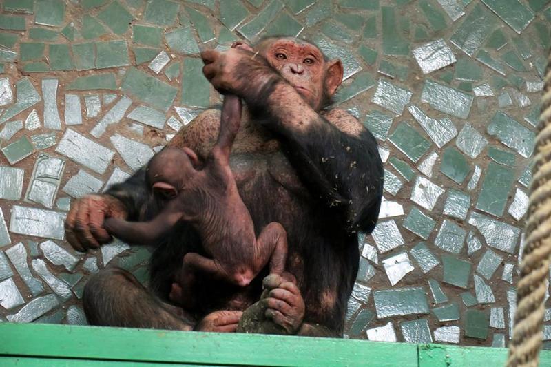 shimpanze-nik-zoo-2
