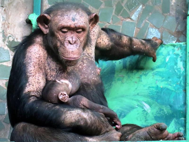 shimpanze-nik-zoo-5
