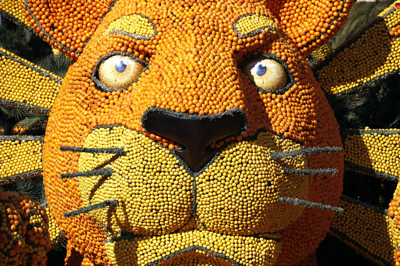 epa05795039 A view of the sculpture 'The Lion King' made with lemons and oranges at the 84th Lemon Festival in Menton, France, 15 February 2017. The 'Broadway' themed festival runs from 11 February to 01 March.  EPA/SEBASTIEN NOGIER