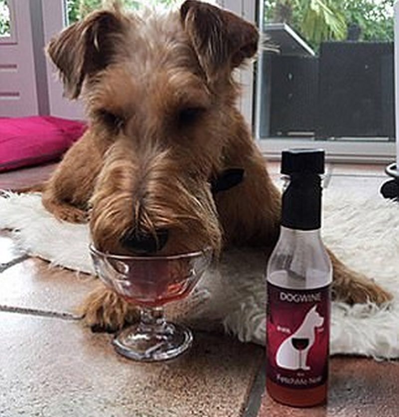 Pet Winery was founded to create healthy beverages and treats for your feline and canine friends Pictured  Dog Wine, FetchMe Noir Credit Pet Winery Image Via Taryn Nahm