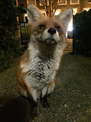 Zeb Soanes - @zebsoanes Mar 9 Gaspard, the handsomest fox in London: pic.twitter.com/lYew7ZFc06 Zeb Soanes/Gaspard The Fox story ***TWITTER PICTURE***