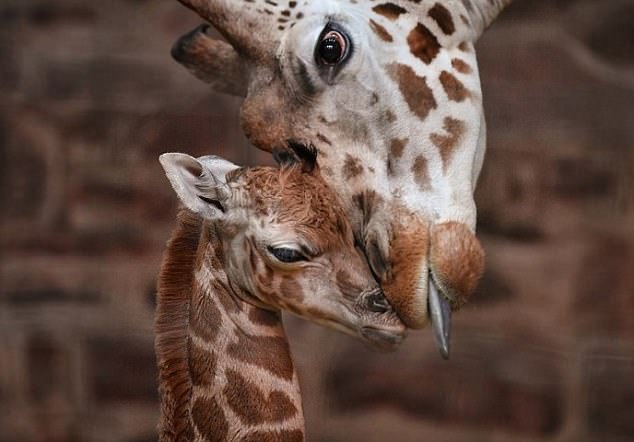 Murchison and Tula Chester Zoo giraffes pix via Channel 4 - THE SECRET LIFE OF THE ZOO For Daily Mail Femail