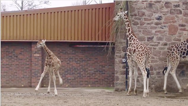 Daily Mail Femail video grabs Chester Zoo's new baby Rotschild's giraffe finally steps outside, gets nuzzled and licked by mum Orla, runs around for the first time, nearly falls, then gets the others running before heading off towards the canal. IN NUMERICAL ORDER