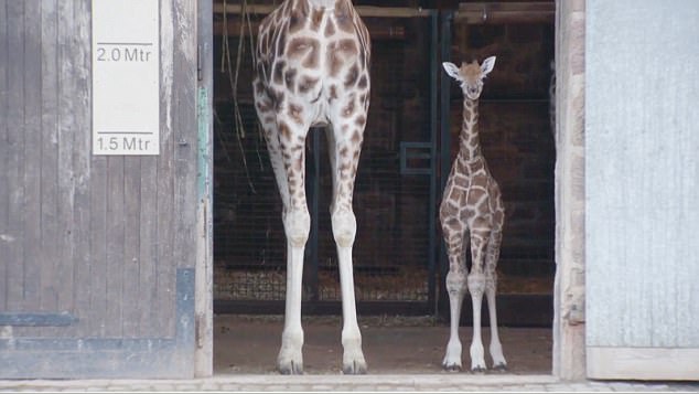 Daily Mail Femail video grabs Chester Zoo's new baby Rotschild's giraffe (mum is Orla) debating as to whether to go outside his pen and thinking better of it IN NUMERICAL ORDER