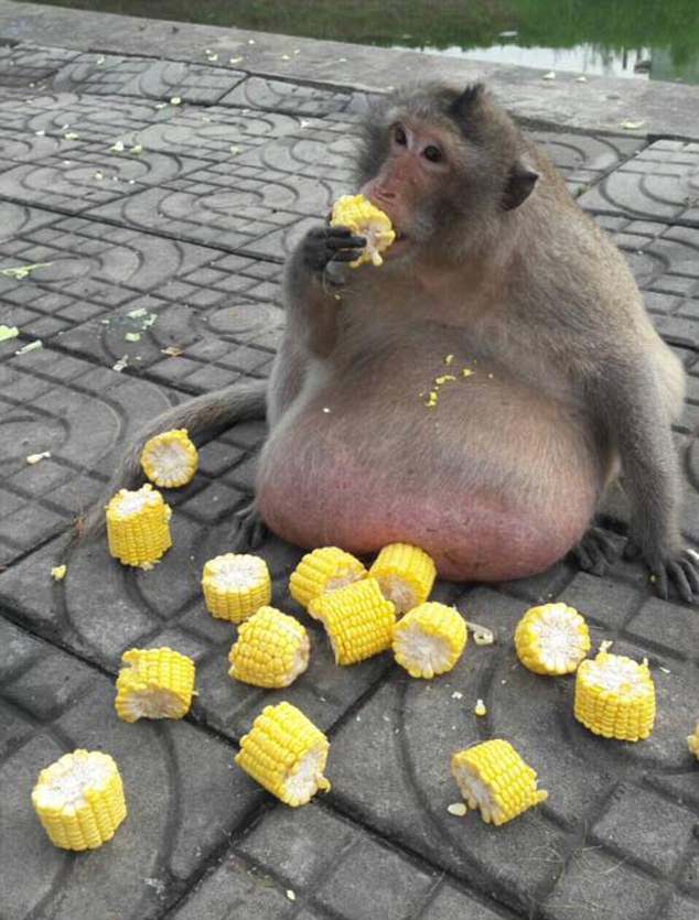 В Таиланде будут лечить макаку от ожирения – она разъелась на подачках от туристов 5