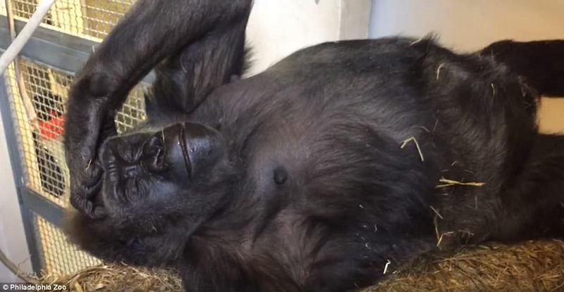 Рождение гориллы в Берлинском зоопарке и видео мамаши с детенышем