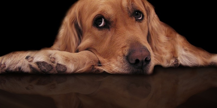 Воровал, чтоб накормить собаку – молодой вор рассказал жалостливую историю