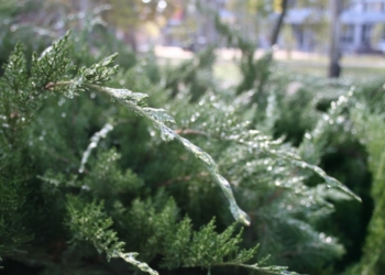 Откровенно говоря, повезло: Николаев лишь в легкой глазури