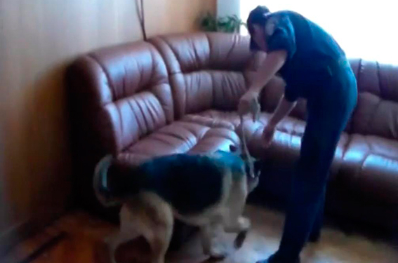 В Николаевскую ОГА вошли собаки с милицией