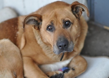 Ничего святого: у первомайской пенсионерки под предлогом возвращения любимого песика выманили 300 грн.