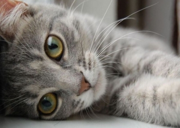 Кошачий конкурс красоты