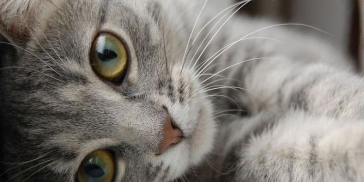 Кошачий конкурс красоты