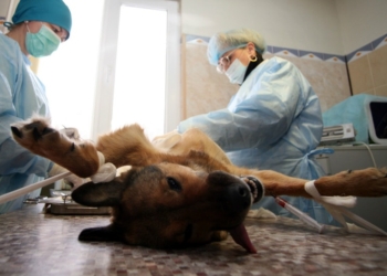 В Николаеве на пункт стерилизации животных выделят 1,3 млн.грн. Два года назад на этот же объект деньги уже выделялись