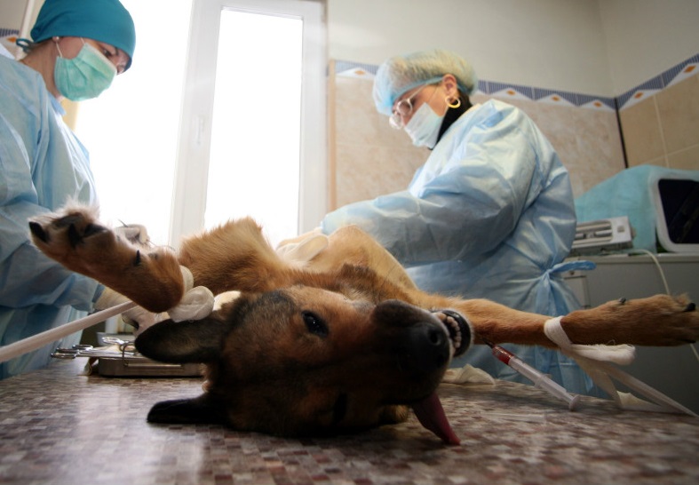 В Николаеве на пункт стерилизации животных выделят 1,3 млн.грн. Два года назад на этот же объект деньги уже выделялись 1