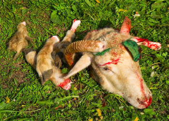 В Николаевской области действуют несколько «мясных» ОПГ