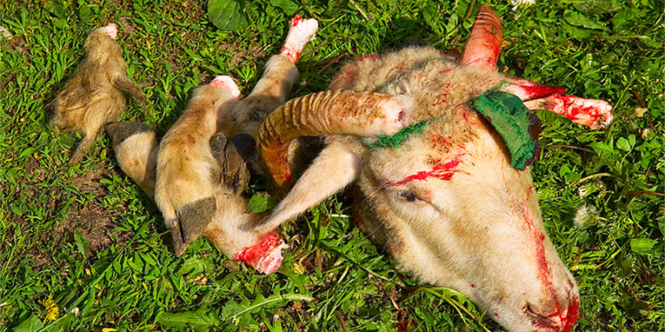 В Николаевской области действуют несколько «мясных» ОПГ