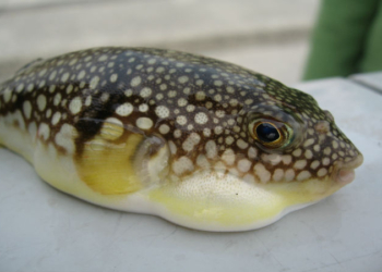 В Черном море поймали рыбу Фугу. Пока первую.