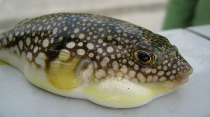 В Черном море поймали рыбу Фугу. Пока первую.