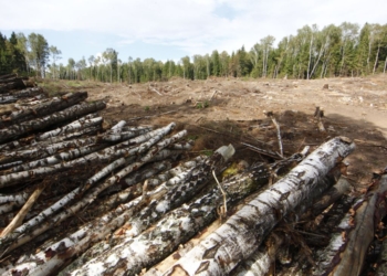 В районе станции «Колосовка» обнаружилась «женщина-пила»