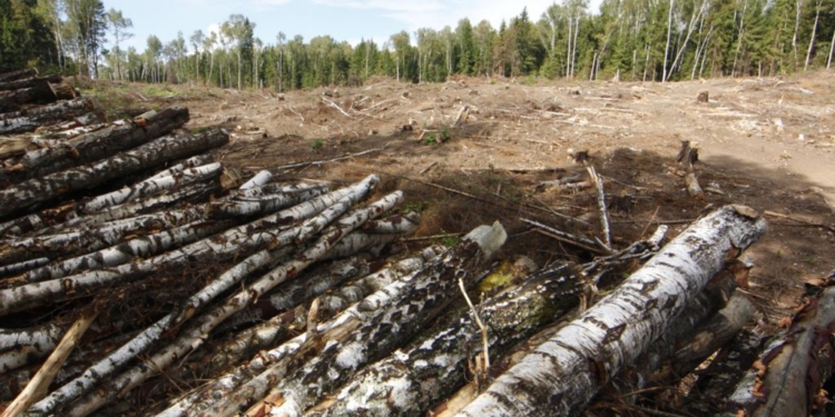 В районе станции «Колосовка» обнаружилась «женщина-пила»