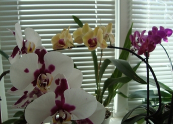 Пересадка орхидей – ничего сложного
