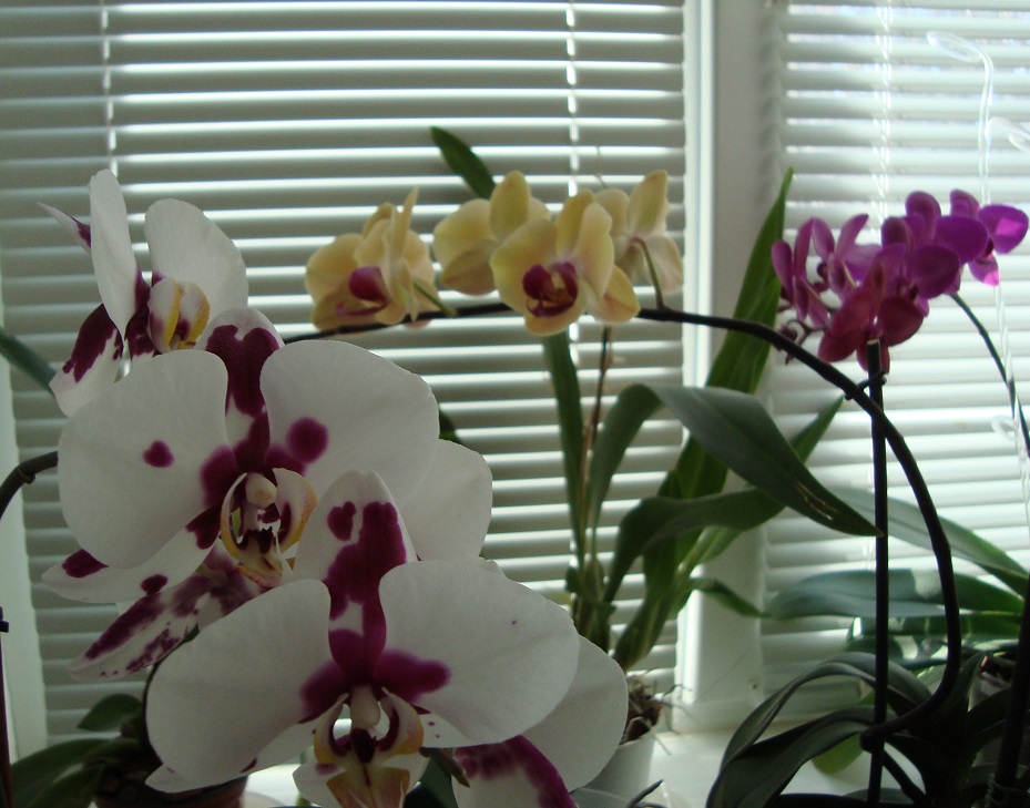 Пересадка орхидей – ничего сложного 1