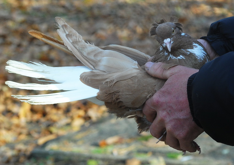 Крылья, лапы и хвосты: в парке им. Петровского состоялась традиционная выставка голубей 14