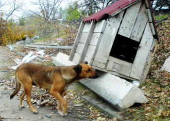 К концу года в Николаеве должен заработать Центр стерилизации бездомных животных