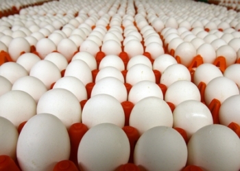 Дожили. Предмет вожделения грабителей — ящик куриных яиц