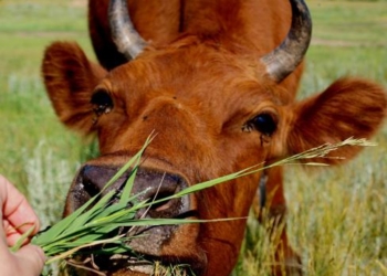 В Николаевской области действуют несколько «мясных» ОПГ