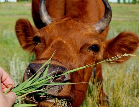 В Николаевской области действуют несколько «мясных» ОПГ
