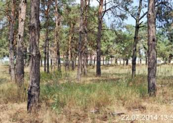 Сосновое урочище у маяка в Корабельном районе: прокуратура предъявила иски еще по 4 участкам