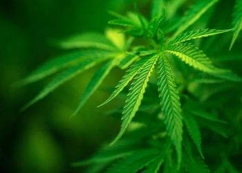 Даже на опытных наркосбытчиков найдется свой крючок: в Жовтневом районе задержали двух распространителей марихуаны