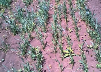 Неприятное лидерство: Николаевщина вошла в число регионов, где больше всего озимые не дали всходов