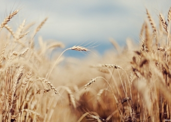 Благодаря им хлеб едим: Президент отметил двух аграриев Николаевщины