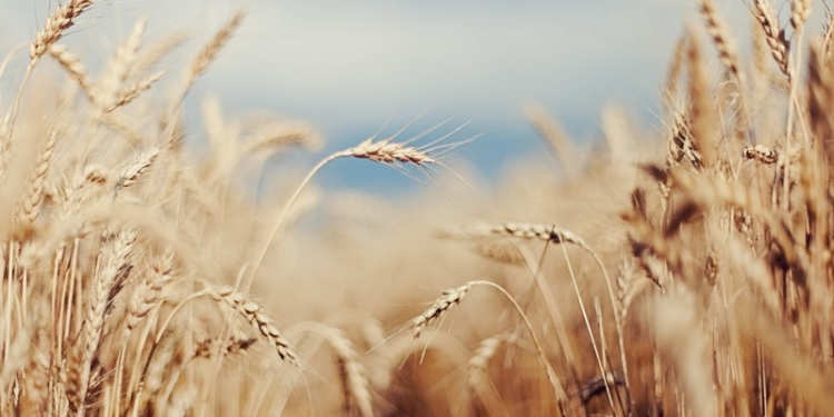 Благодаря им хлеб едим: Президент отметил двух аграриев Николаевщины