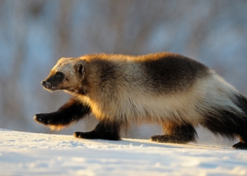 «Заявись только хороший жених и посватайся»: к Плотинке приехал молодой и красивый московский гость