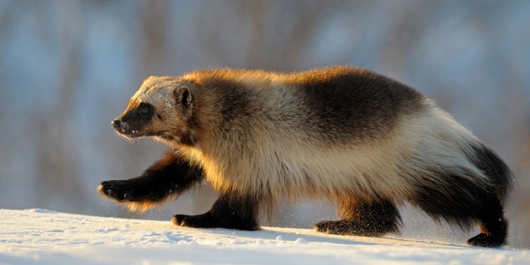 «Заявись только хороший жених и посватайся»: к Плотинке приехал молодой и красивый московский гость