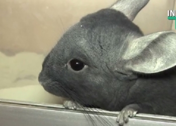 …не только ценный мех