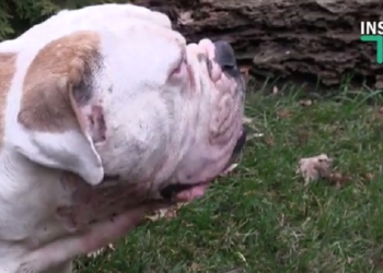 Образцы верности