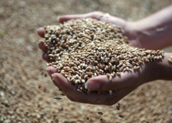 В Николаеве бессовестным образом обманули фермеров. На миллионы гривен