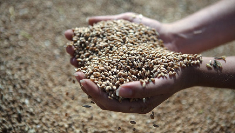 Долгоносики. Вьетнам приостановил импорт украинской пшеницы 1