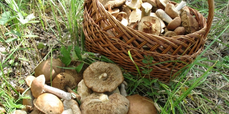 Николаевщина: первые отравившиеся в этом сезоне грибами уже выписались из больницы