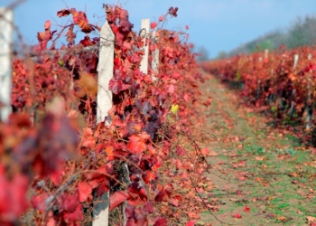ПАО «Коблево» пользовалось водой без разрешения – государство потеряло почти 1,8 млн.грн.